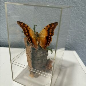 Vintage African Mounted Butterfly